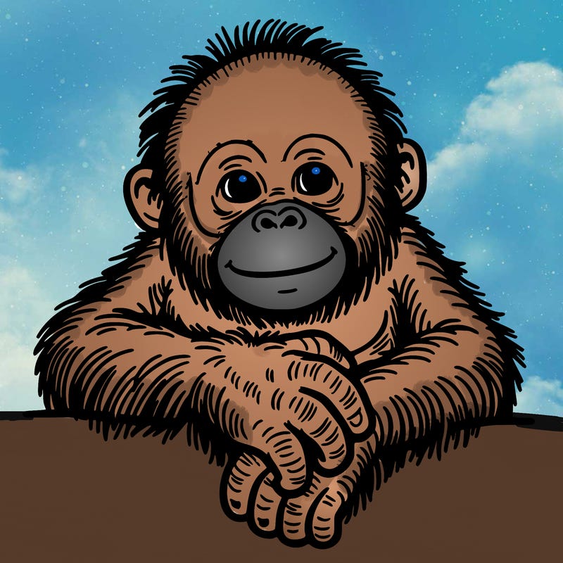 orangutan