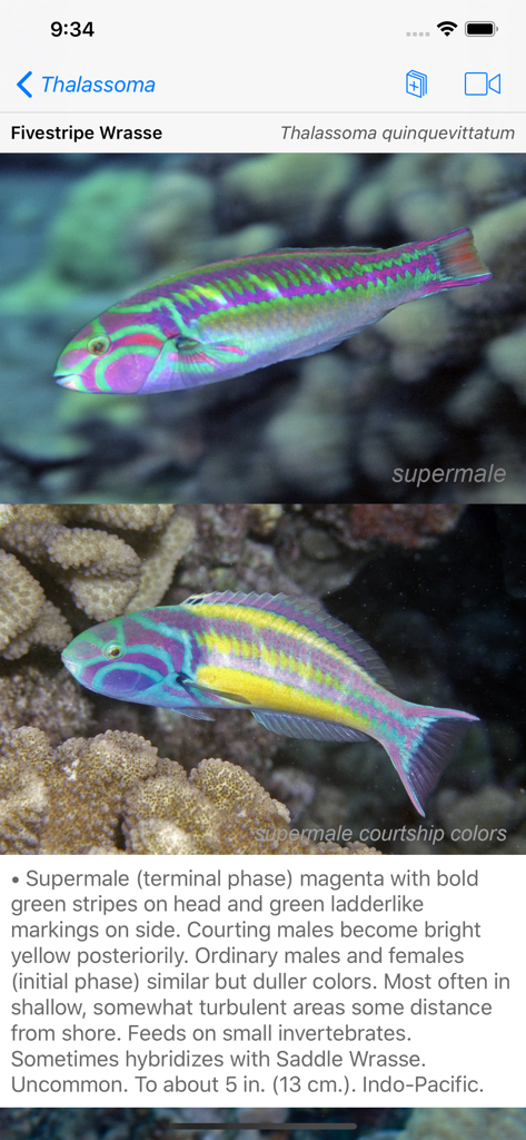 Fivestripe Wrasse identification details in the Scuba Fish Hawaii mobile app