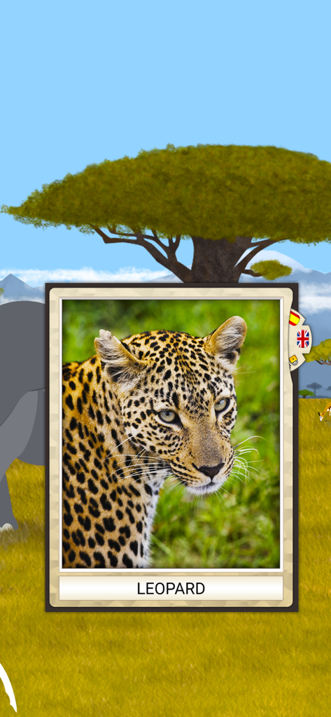 Uma foto em close-up de um leopardo em um cartão educacional com seu nome escrito abaixo.