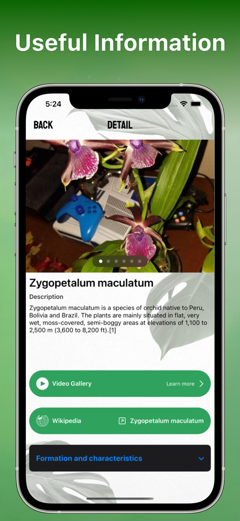 A mobile phone screen displaying detailed information about a Zygopetalum maculatum orchid including a description and links to Wikipedia.