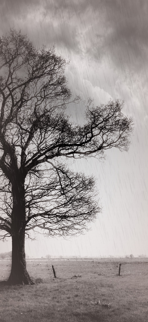 Rainy Daze - 重い雨の効果がある、フィールドの大きな木々のムーディーな白黒風景。