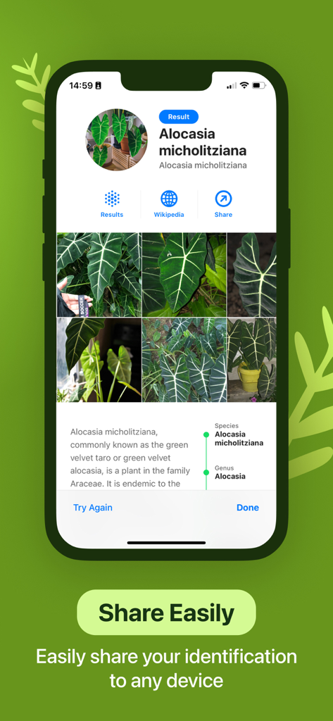 Un écran de smartphone montrant les résultats d'une identification de plante pour une plante Alocasia avec une option de partage