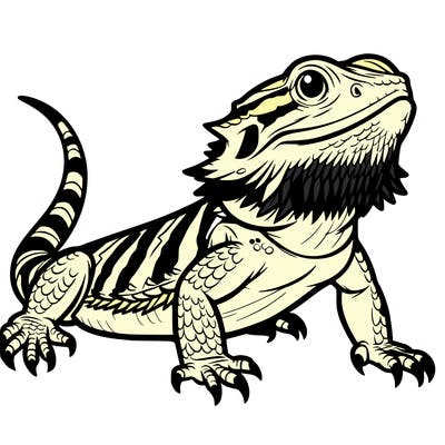 bearded dragon