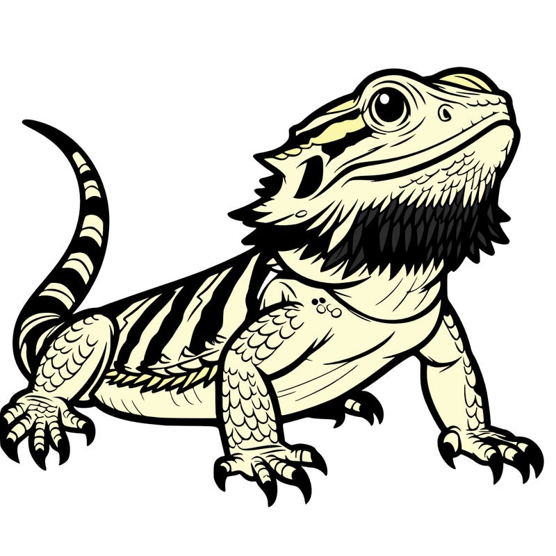 bearded dragon