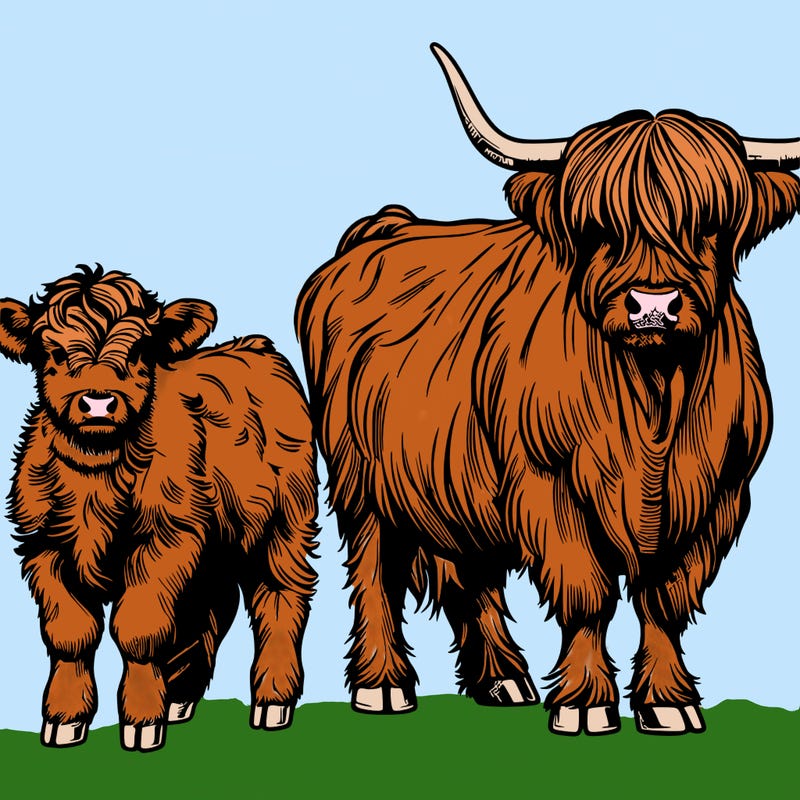 very realistic cows with a highland cow