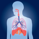 Respiratory System Quizzes