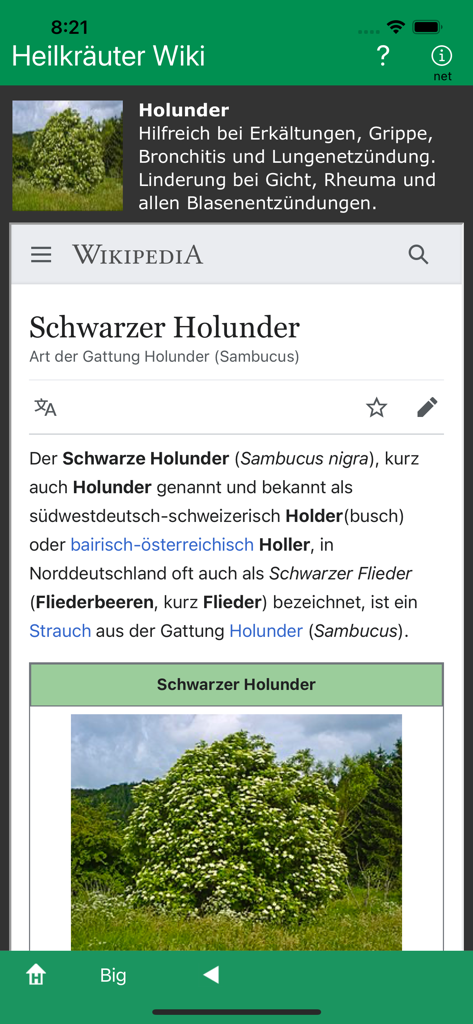 Uma tela móvel do aplicativo Heilkraeuter Wiki mostrando detalhes botânicos e uma imagem de uma planta de Sabugueiro Negro.