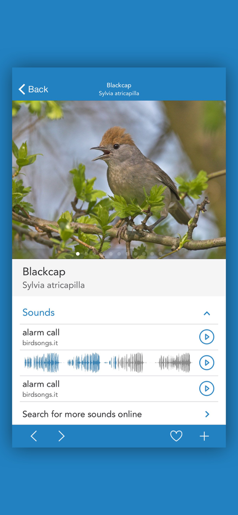 iKnow Birds 2 PRO - Europe - Blackcap species profile in the iKnow Birds 2 PRO app featuring a photo and audio bird call waveforms