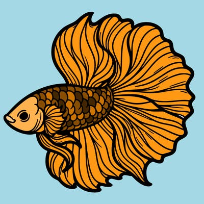 betta fish