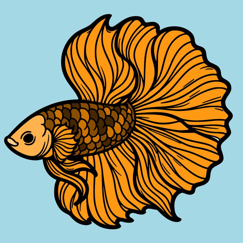 betta fish