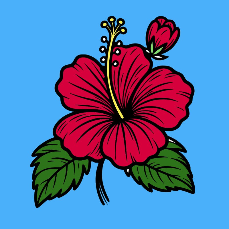 hibiscus flower
