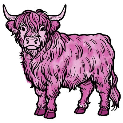 highlander cow