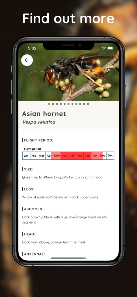 Asian Hornet Watch - Asian Hornet Watch app screenshot showing detailed identification guide for Vespa velutina including flight periods and physical traits.