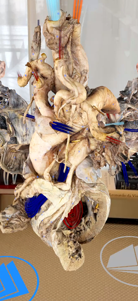 Medicalholodeck® - 拡張現実でレンダリングされた詳細な3D人体解剖モデル