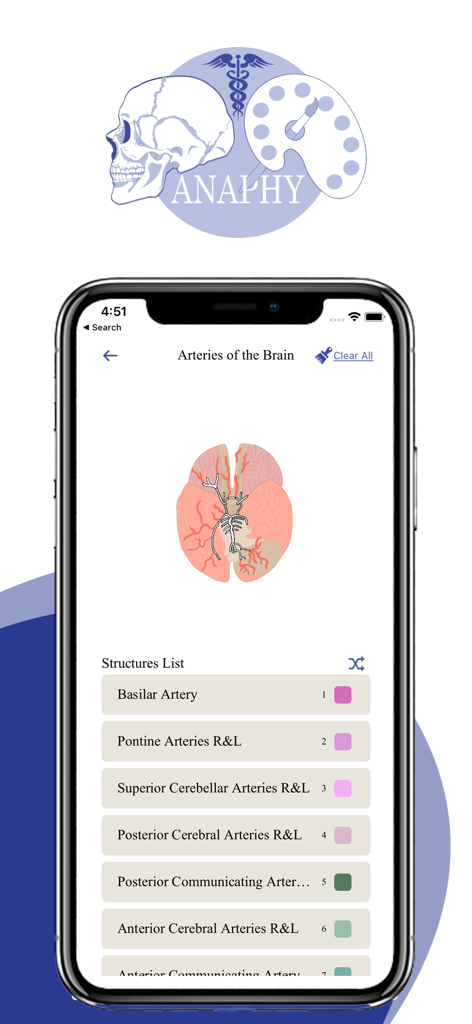 Anaphy mobile app interface showing a brain anatomy diagram for coloring by numbers