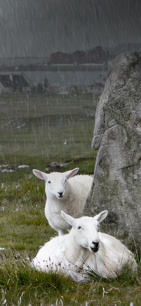 Rainy Daze - フィールドにいる2匹の羊。Rainy Dazeアプリで適用されたリアルな雨の効果。