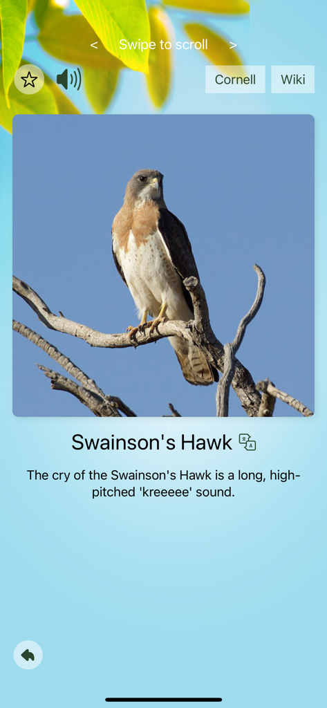 Profile of a Swainson's Hawk in the Chirp Bird Songs app with bird photo and call description