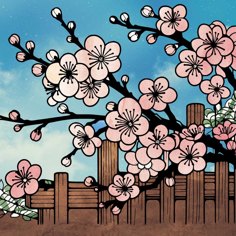 japan cherry blossom