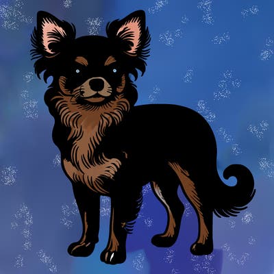 chihuahua,  black and brown