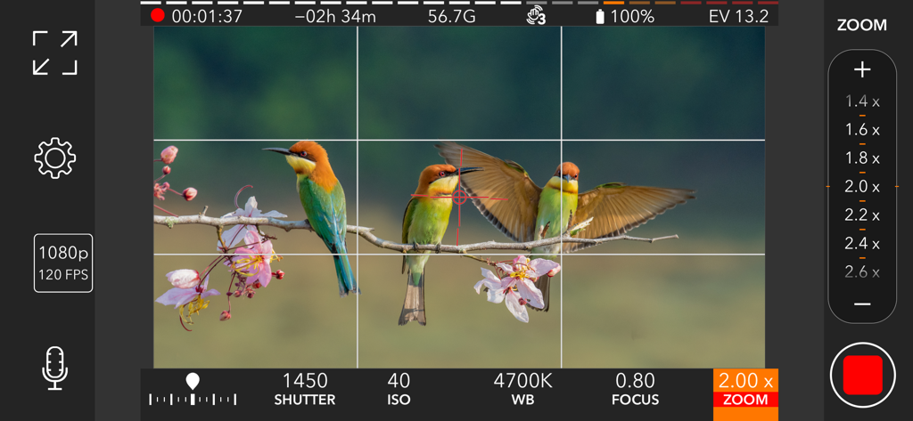 ProMovie Recorder interface showing manual shutter ISO and focus controls with birds on a branch