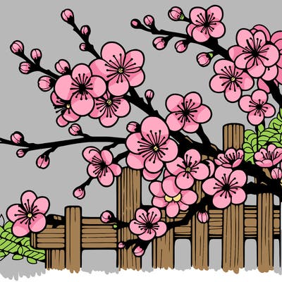 japan cherry blossom