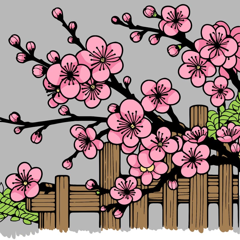 japan cherry blossom