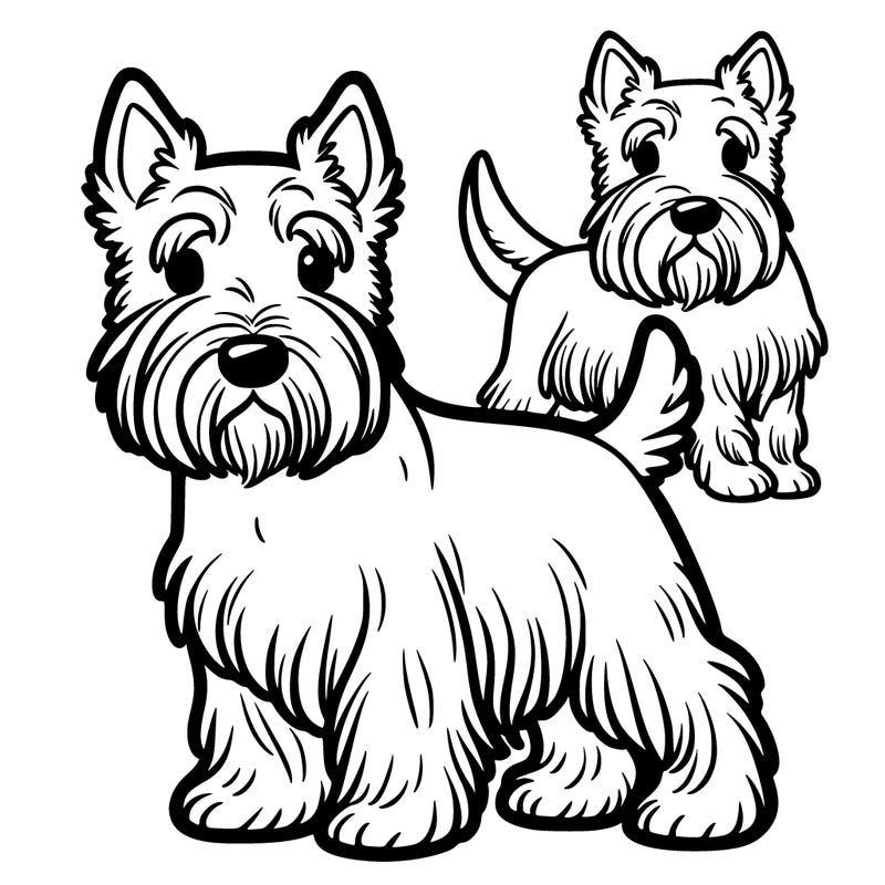a handsome scottish terrier