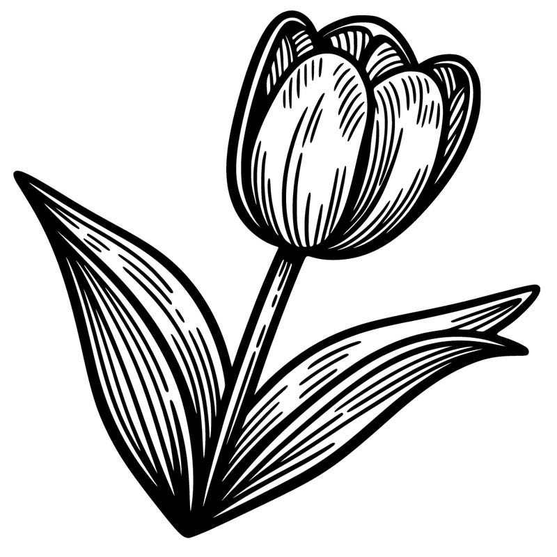tulip