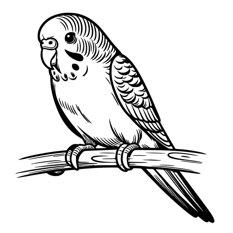 parakeet
