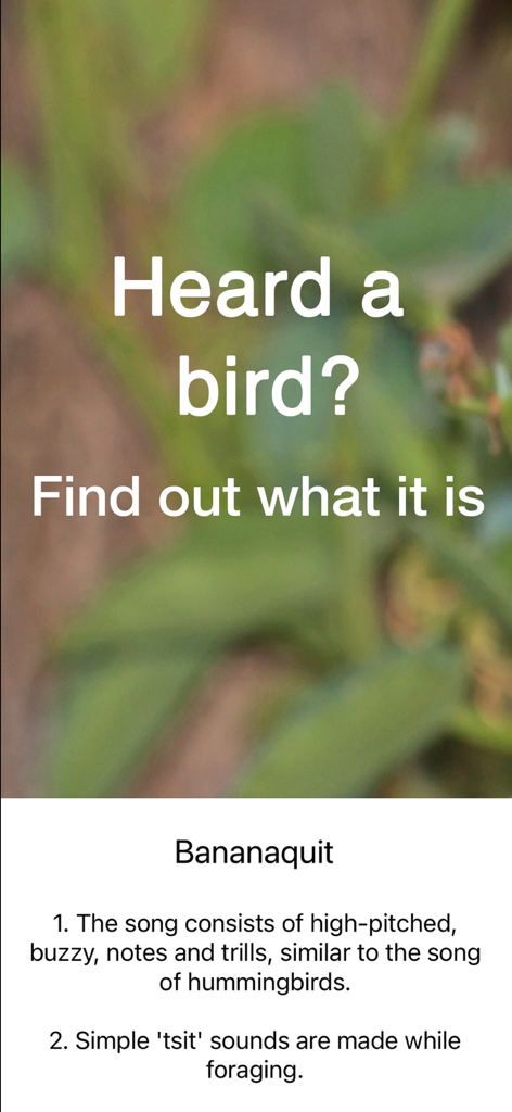 ChirpOMatic Caribbean - Bird identification screen showing the song description for a Bananaquit in the ChirpOMatic app