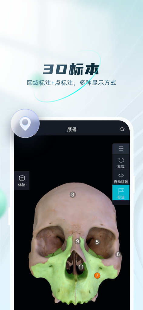 数字人解剖学STEM系统 - A 3D human skull model with numbered anatomical annotations