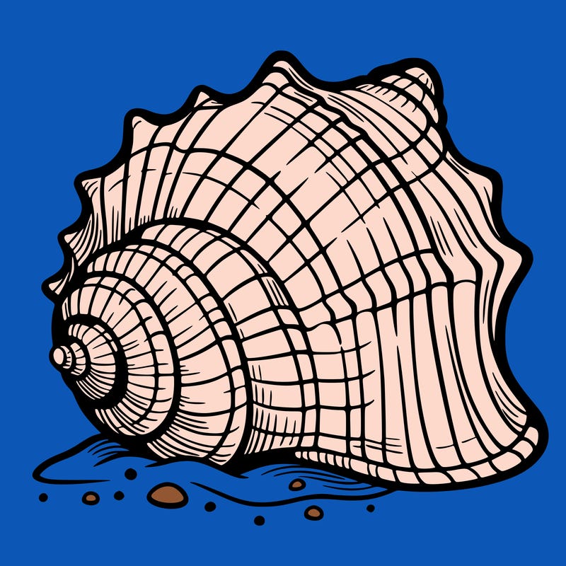 sea shell