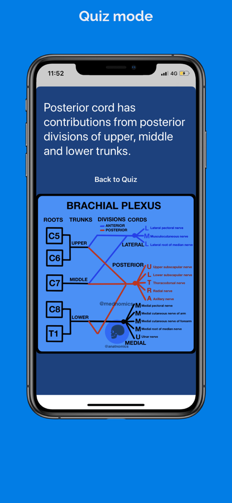 Anatnomics: Anatomy mnemonics - Detailed brachial plexus diagram in the Anatnomics app quiz mode