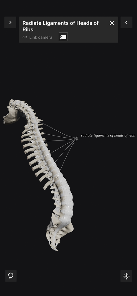 Biomechanics of the Spine Lite - Un modèle anatomique 3D d'une colonne vertébrale humaine montrant les ligaments rayonnants des têtes de côtes