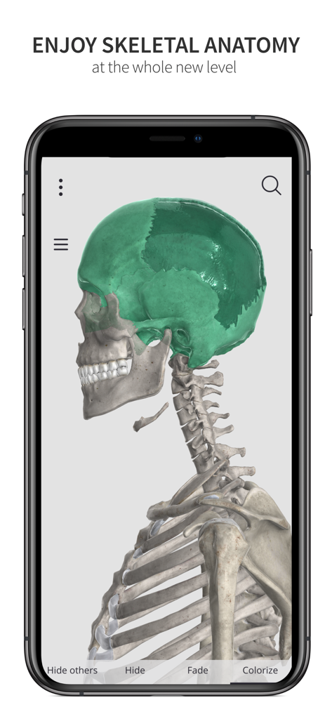 Anatomyka Skeleton - Vista laterale di un modello 3D di un cranio umano e colonna vertebrale nell'app Anatomyka Skeleton con una sezione anatomica evidenziata