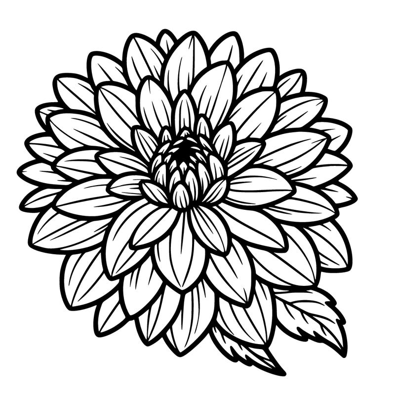 a beautiful, marked and clean dahlia