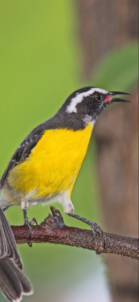 ChirpOMatic Caribbean - A Bananaquit bird with a yellow chest and white eyebrow perched on a tree branch
