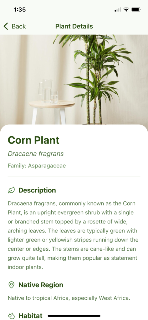 Plant ID & Info App - Plant identification app screen showing scientific name and description for a Corn Plant