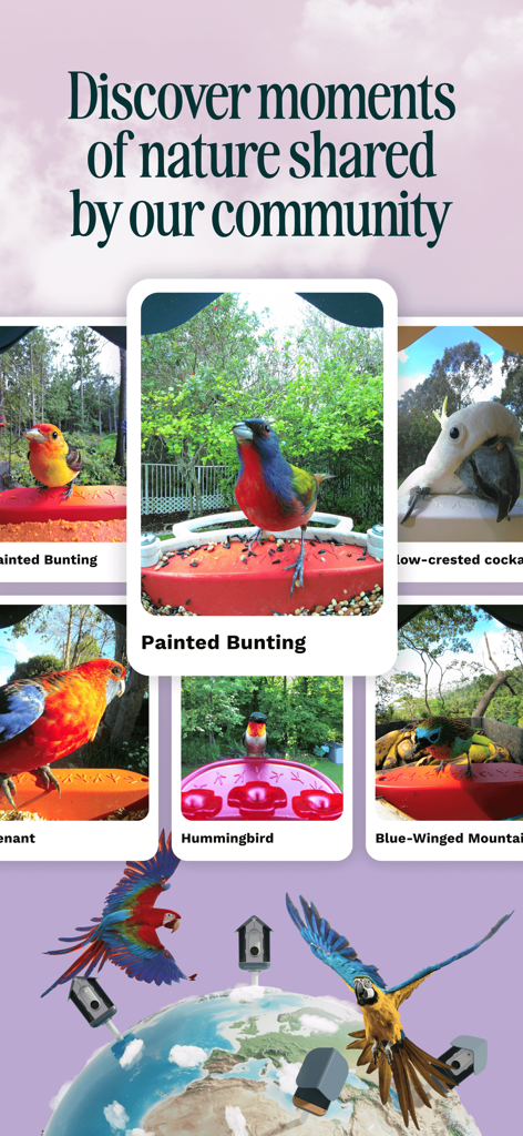 Bildschirm der Birdbuddy-App, der Vogelfotos anzeigt, die von einer globalen Benutzergemeinschaft geteilt wurden.