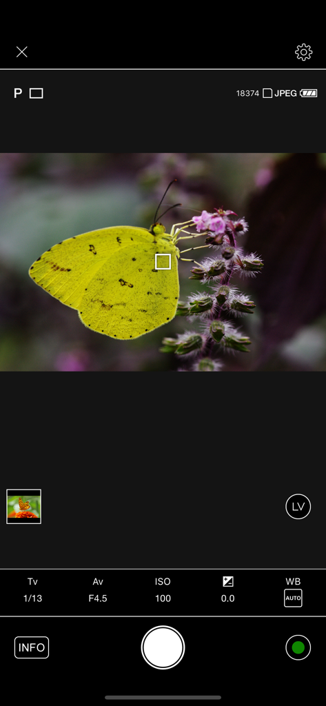 Remote shooting interface in the Image Sync app showing a live view of a butterfly and manual camera settings