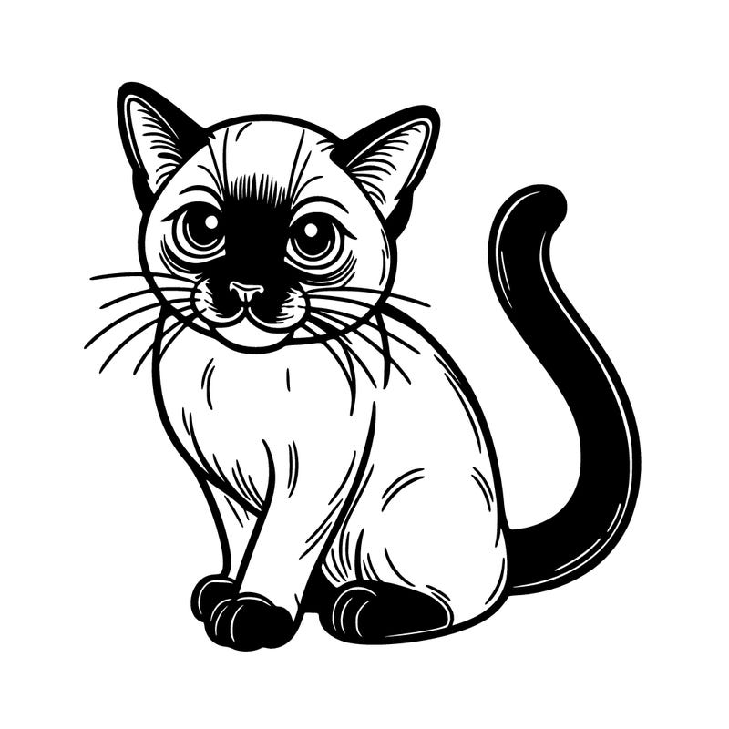 siamese cat
