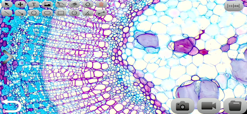 KoPa WiFi Lab - High definition microscopic view of plant cells within the KoPa WiFi Lab app interface showing measurement and analysis tools