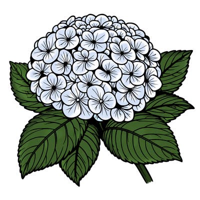 realistic hydrangea