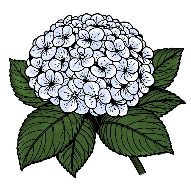 realistic hydrangea