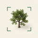 Tree Identifier - Tree ID