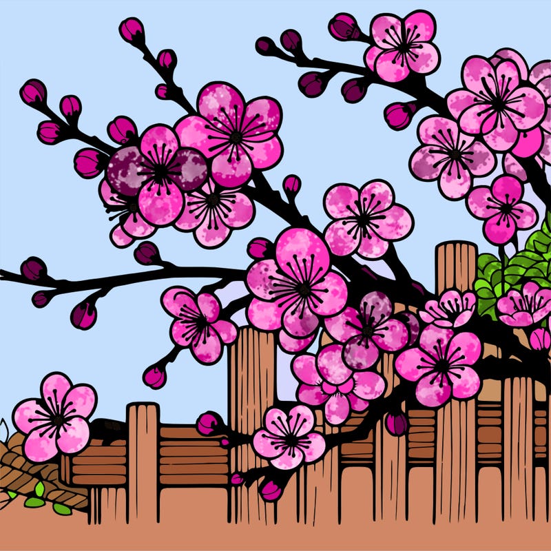 japan cherry blossom