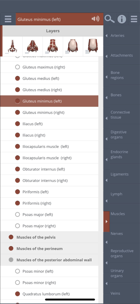 Primal's 3D Female Pelvis - Interface showing the anatomical muscle hierarchy and layering options for the female pelvis anatomy app.