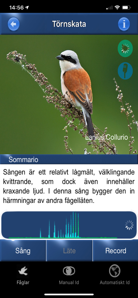 Bird Song Id app interface displaying a Red-backed Shrike with song details and audio spectrogram
