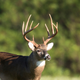 Whitetail Deer Calls