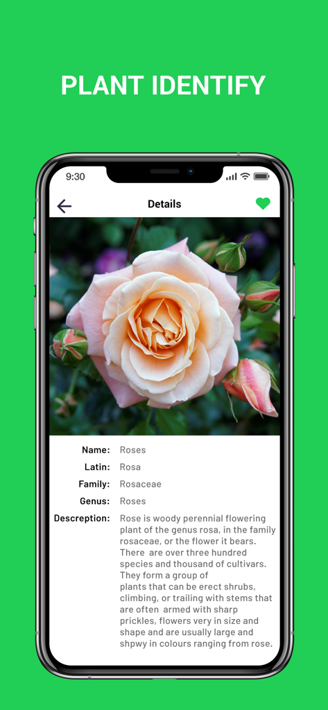 Plant Snap : Identify Plant - Interfaccia dell'app mobile di Plant Snap che mostra i dettagli di identificazione di un fiore di rosa, inclusa la classificazione botanica e la descrizione